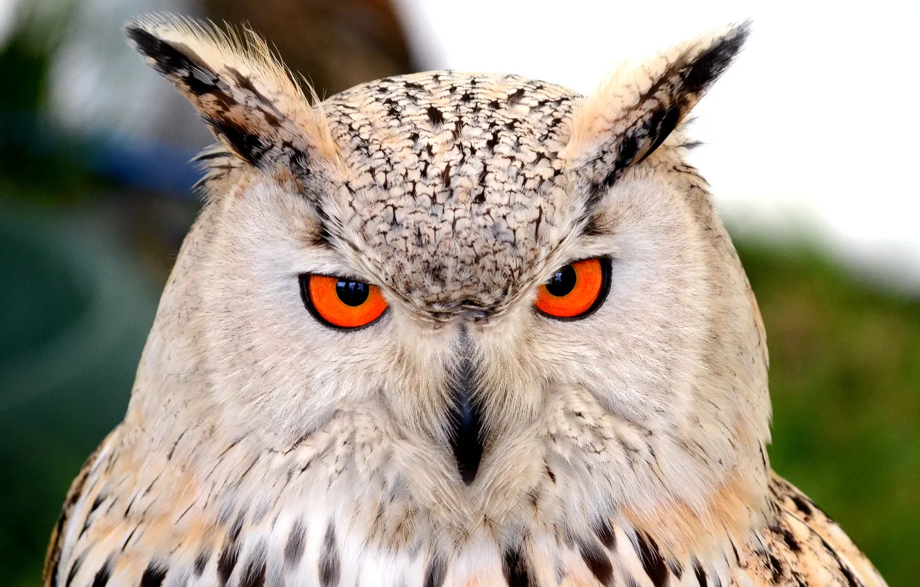 Photo wallpaper eyes, look, owl, ears, Pitts