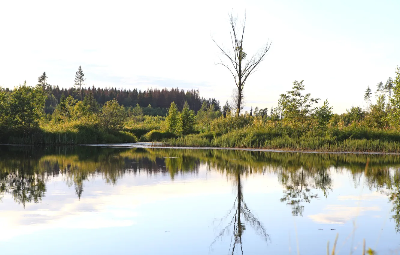 Photo wallpaper water, trees, pond