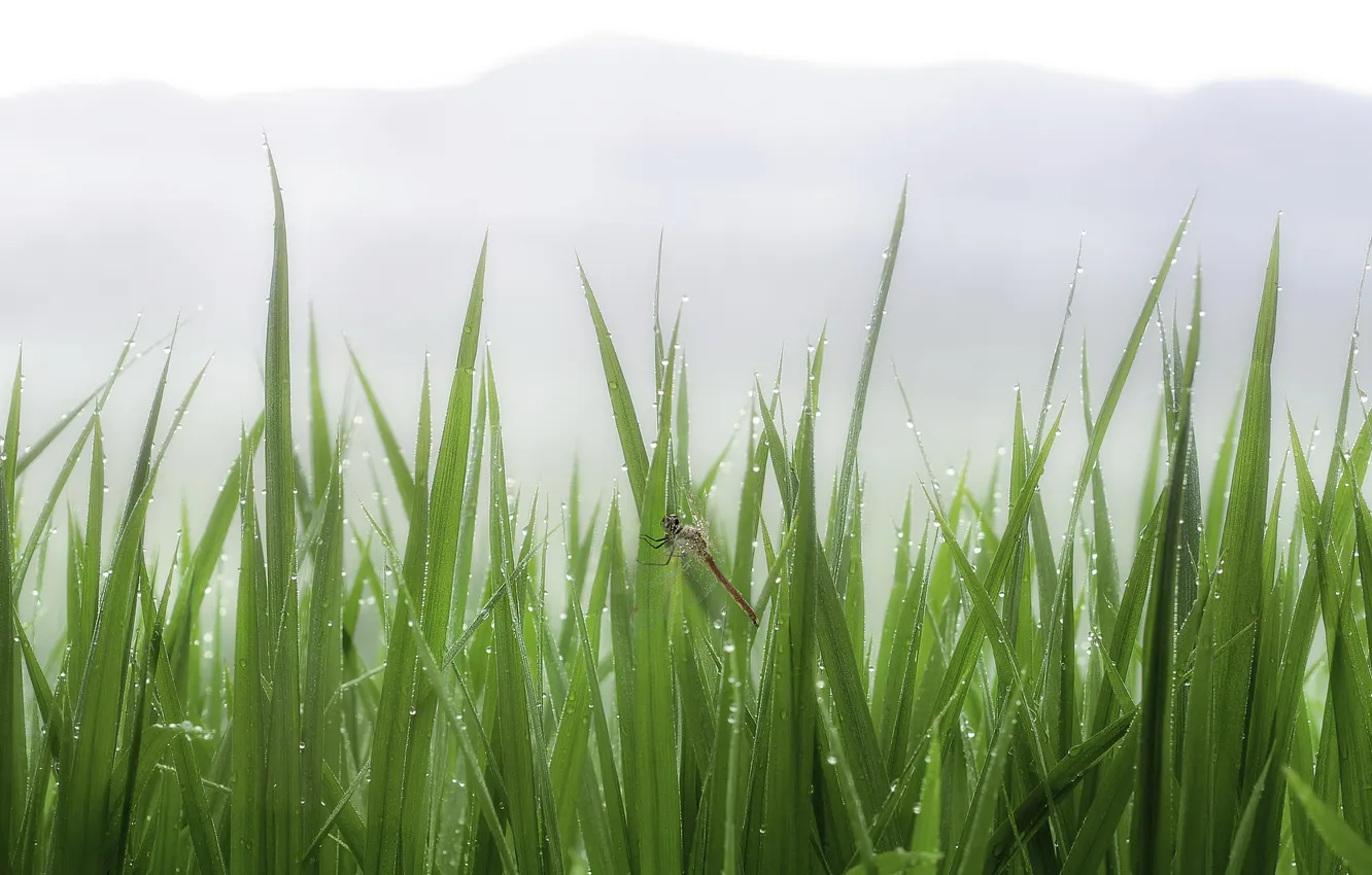 Photo wallpaper grass, drops, fog, Rosa, dragonfly