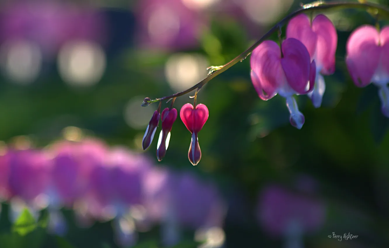 Photo wallpaper branches, pink, buds, broken heart, the bleeding heart