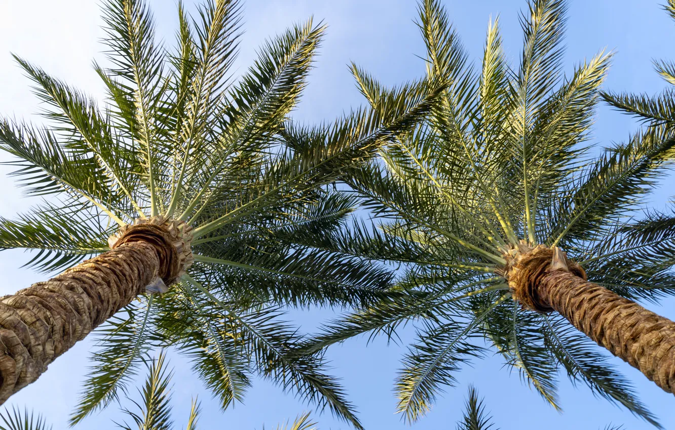 Photo wallpaper sea, the sky, trees, palm trees, Egypt