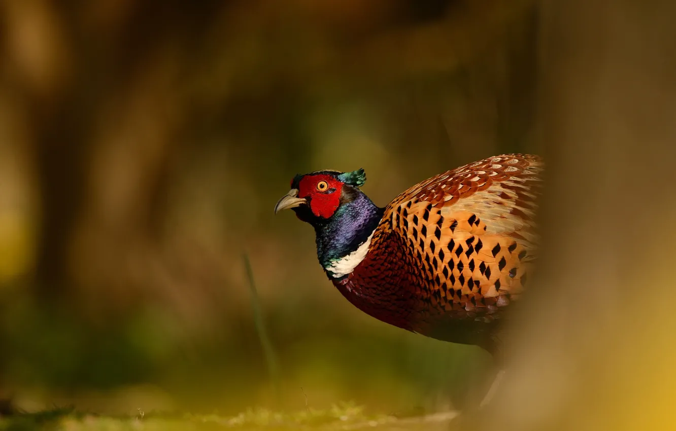 Photo wallpaper background, bird, wildlife, blurred, pheasant, bright plumage