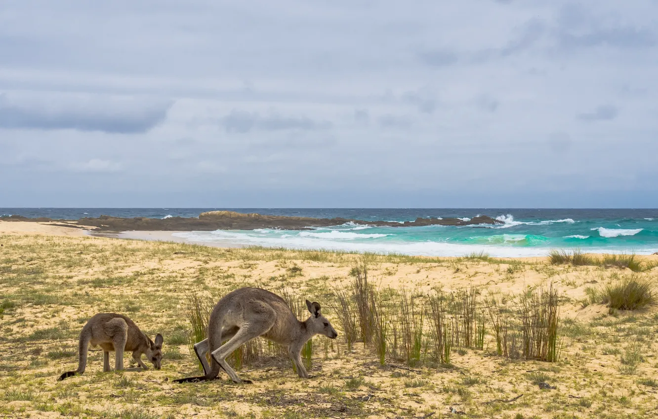 Photo wallpaper sea, shore, Australia, kangaroo