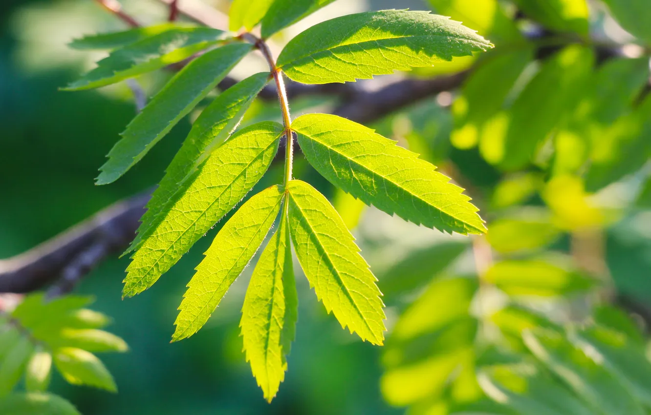 Photo wallpaper light, leaf, plant