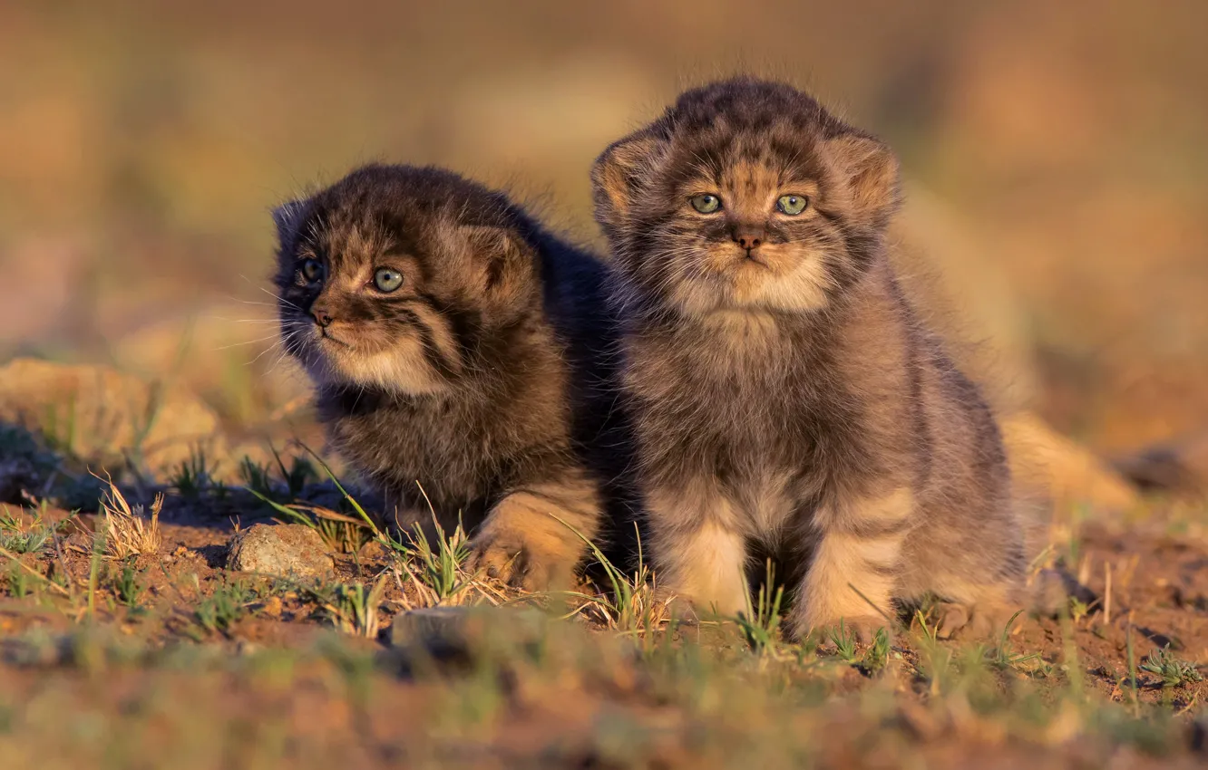 Photo wallpaper cats, nature, kittens, kids, wild cats, a couple, two, manul