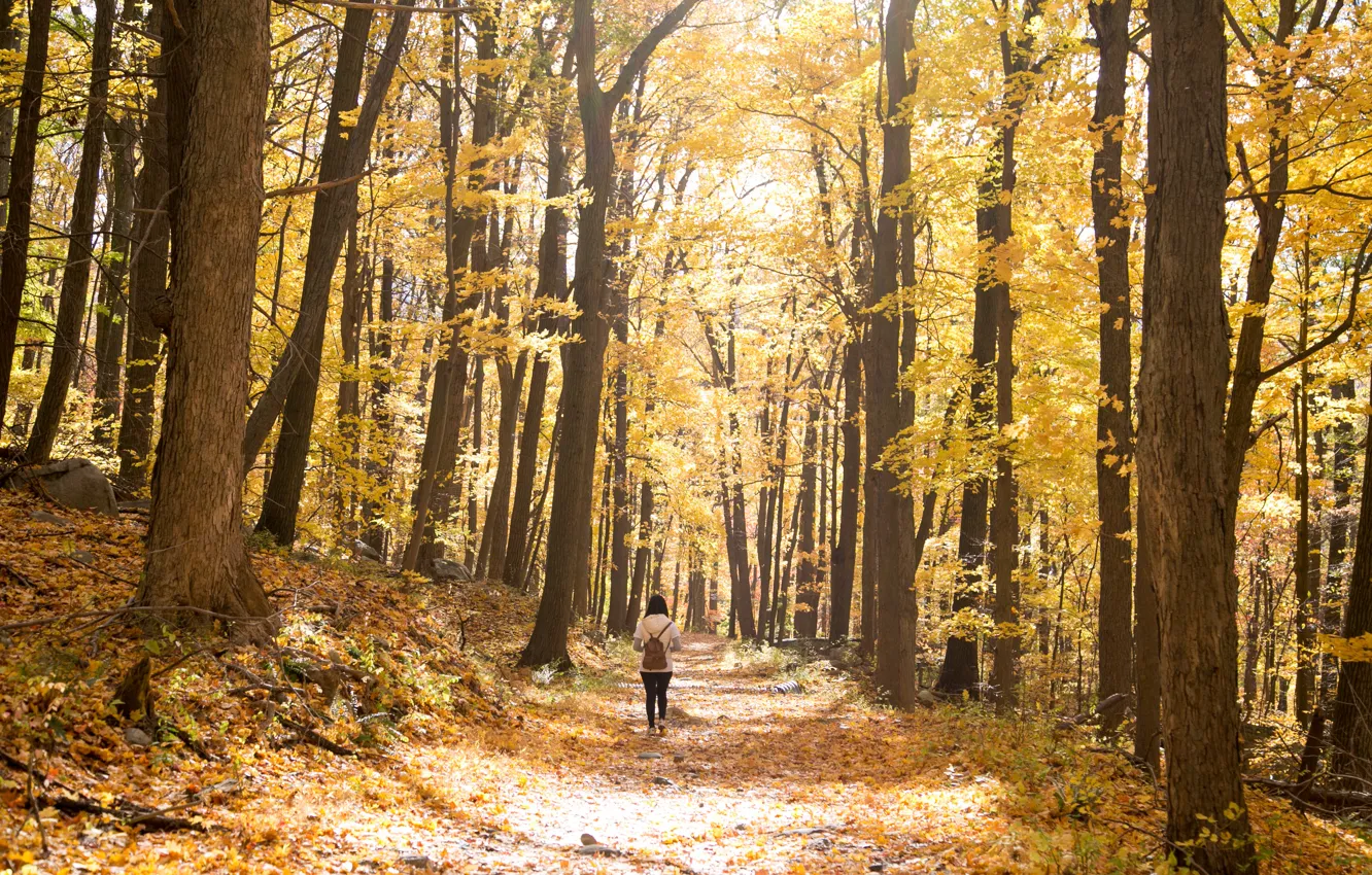 Photo wallpaper autumn, forest, girl, walk, backpack