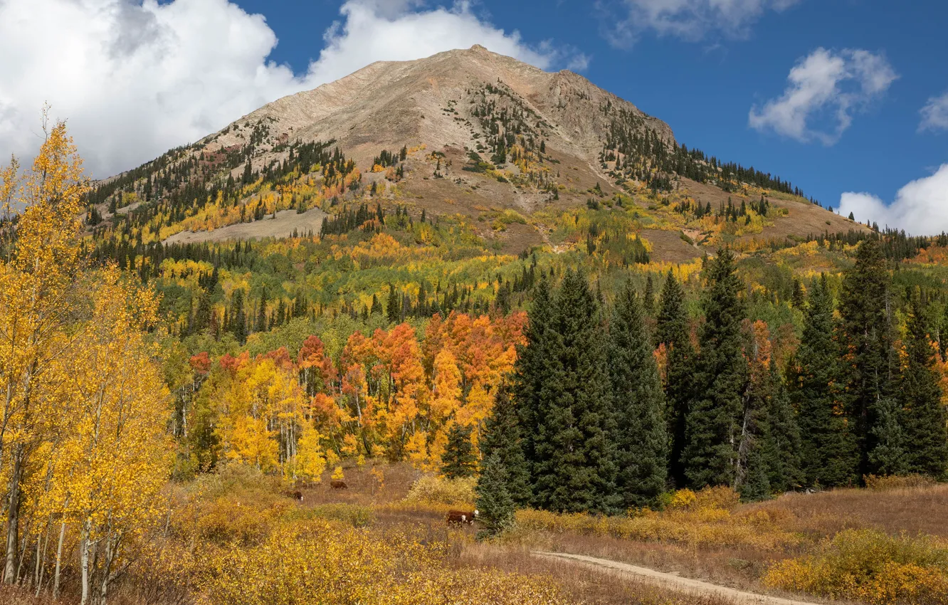 Photo wallpaper road, autumn, forest, the sky, clouds, trees, mountains, nature