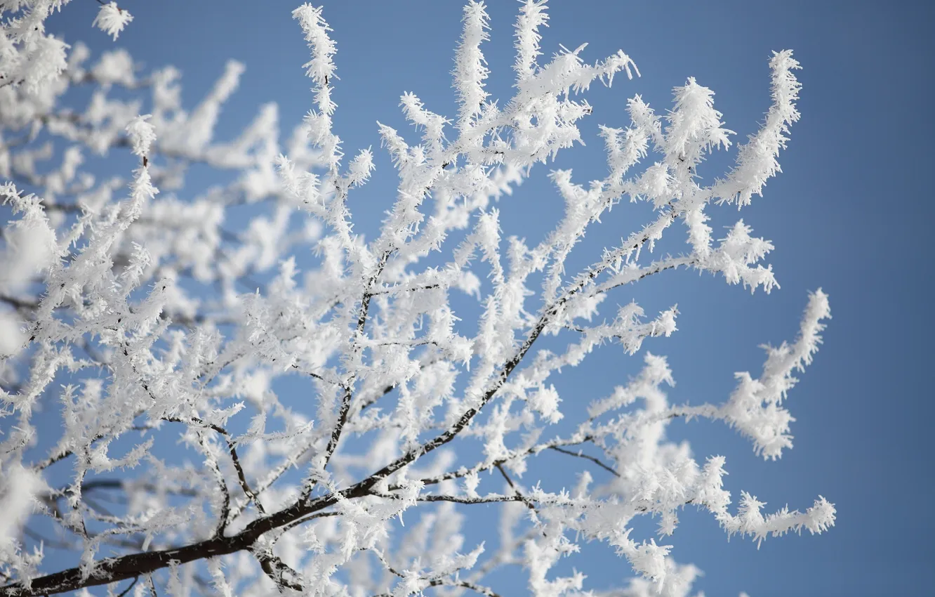 Photo wallpaper winter, frost, snow, trees, branches, nature, frost