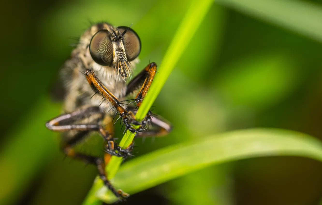 Photo wallpaper Macro, Fly, Plant, Eyes, Insect, Macro, Fly, Insect