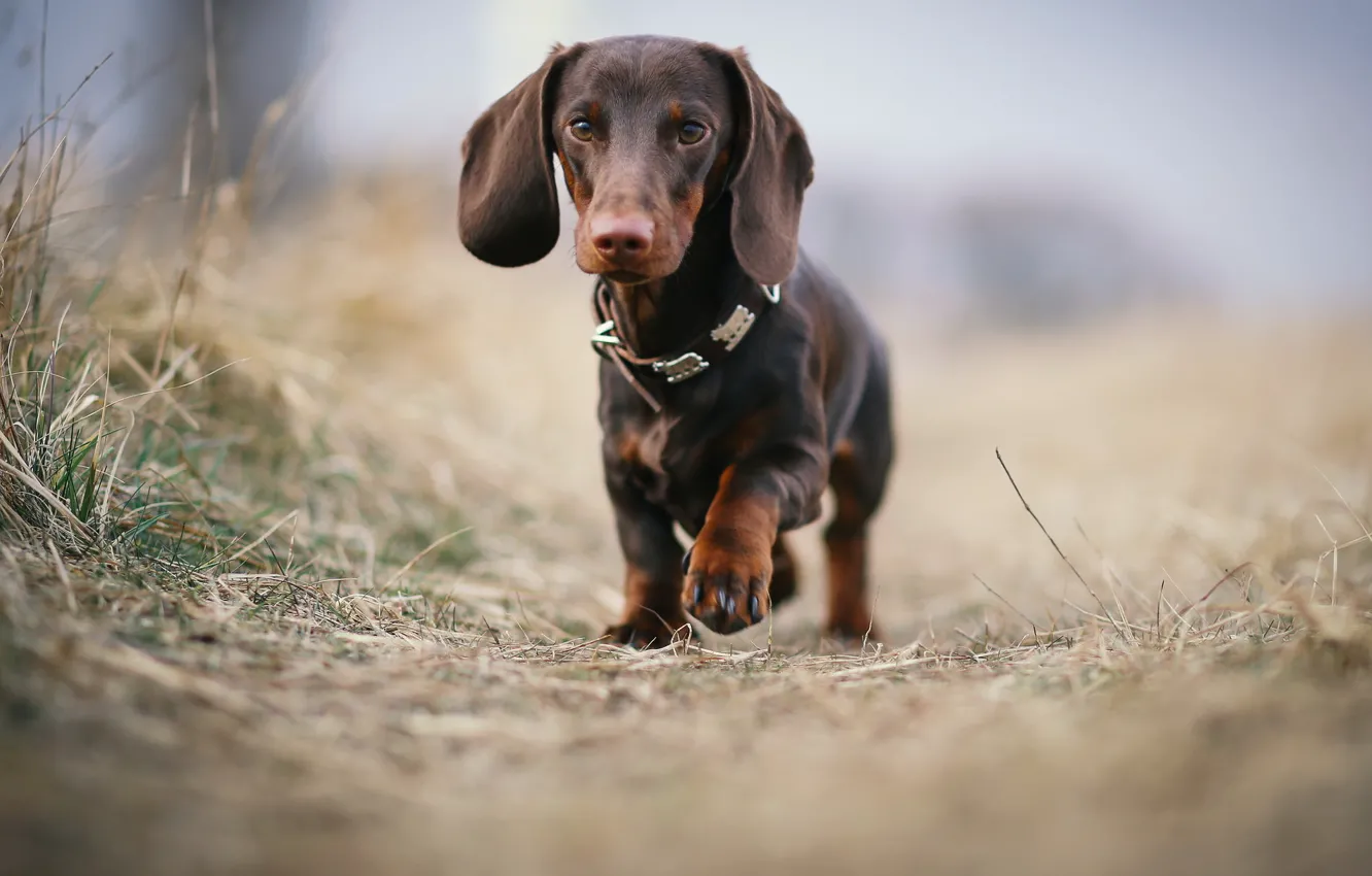 Photo wallpaper look, each, dog