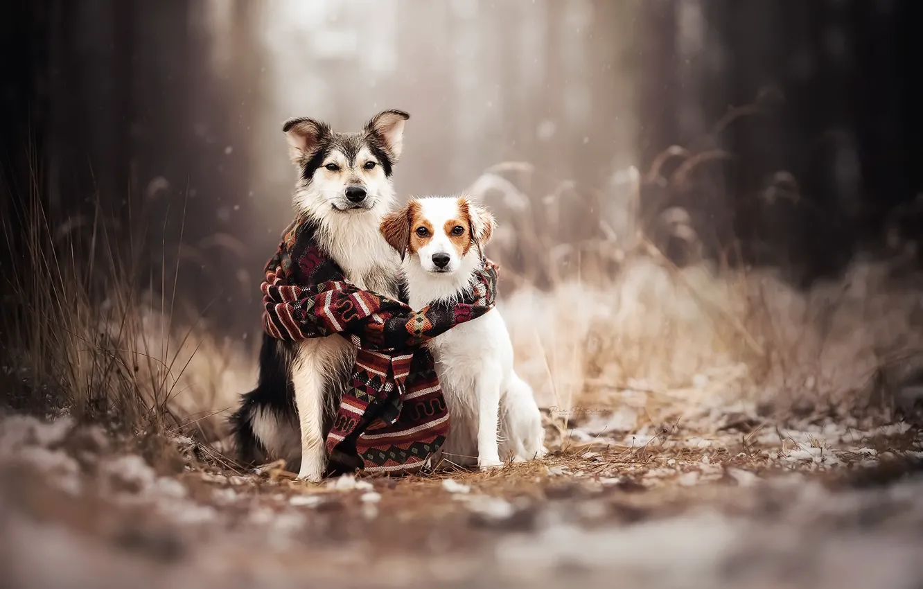 Photo wallpaper nature, dog, scarf