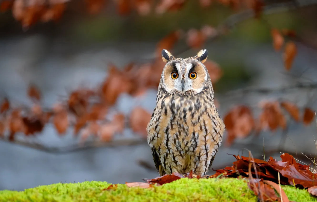 Photo wallpaper owl, bird, foliage, moss, bokeh, Long-eared owl, fallen leaves