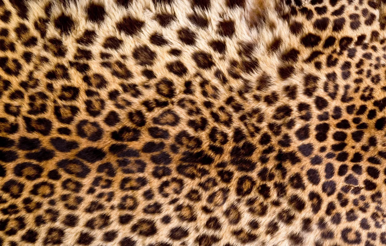 Photo wallpaper skin, fur, leopard, texture, animal, fur