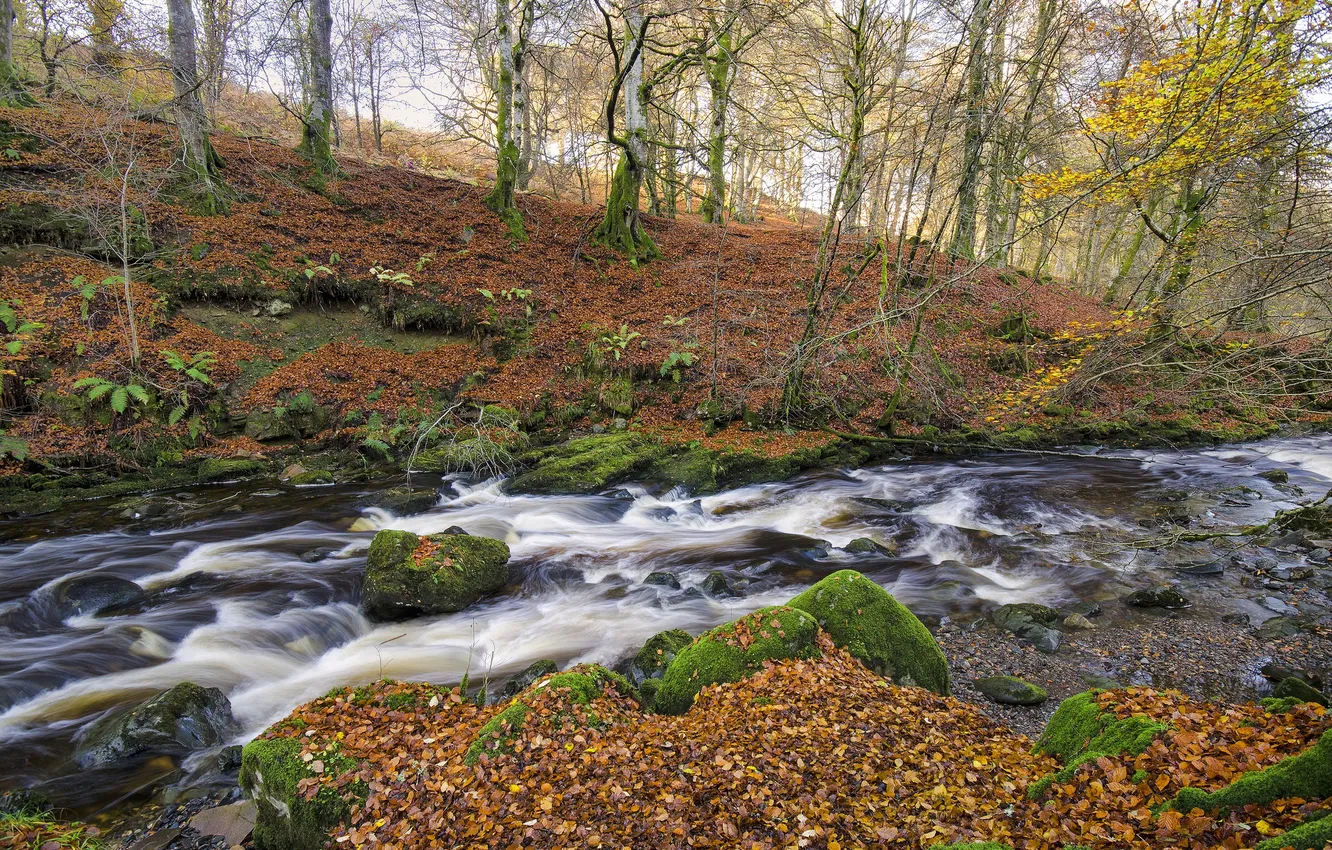 Photo wallpaper autumn, forest, trees, river, stream