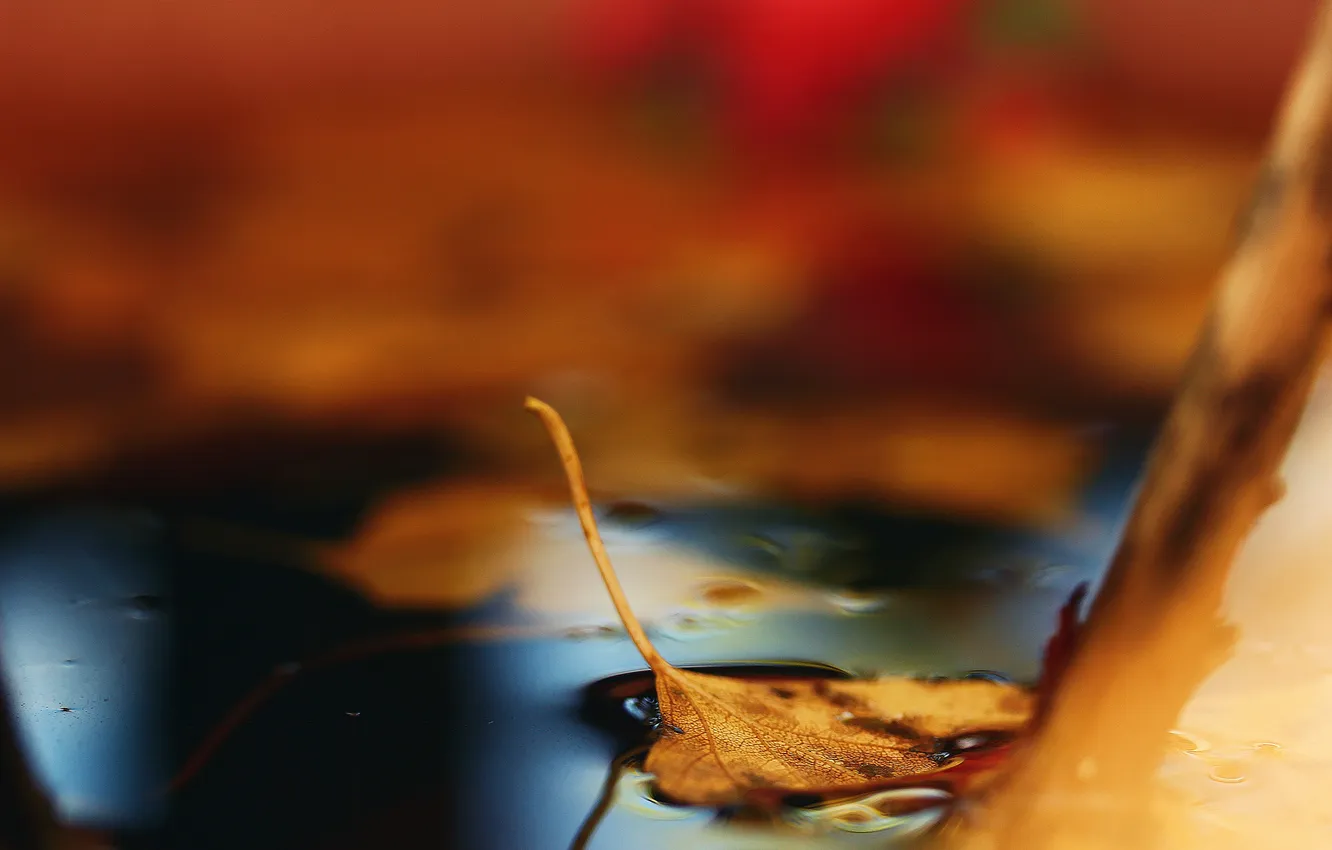 Photo wallpaper autumn, sheet, puddle, fallen, bokeh