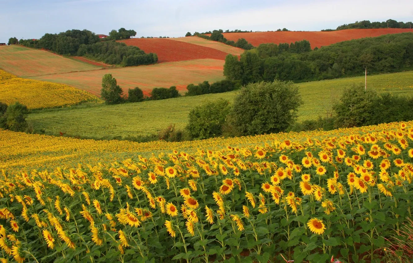 Photo wallpaper field, summer, sunflowers, color