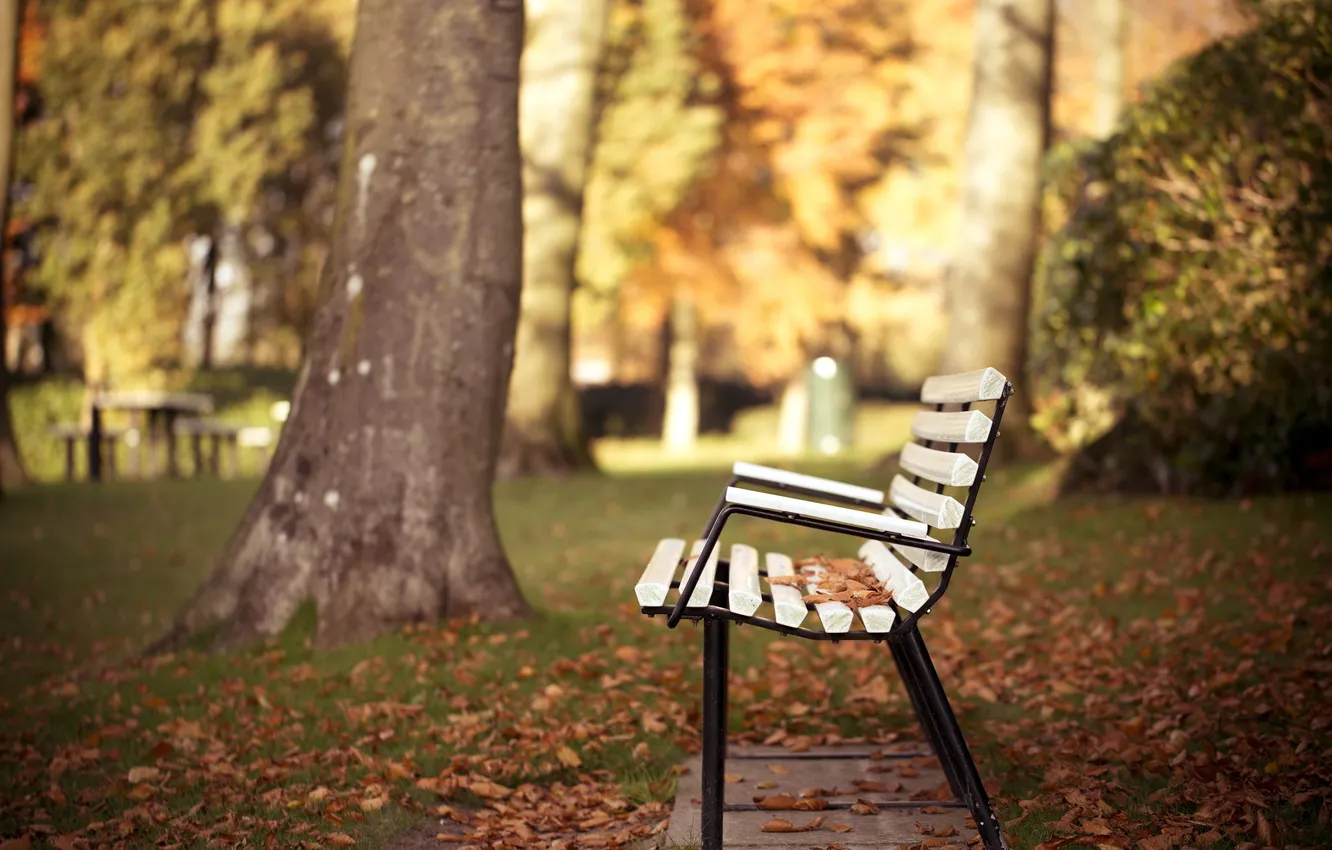Photo wallpaper autumn, Park, bench