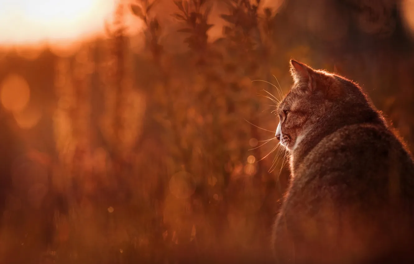 Photo wallpaper cat, summer, grass, cat, nature, animal
