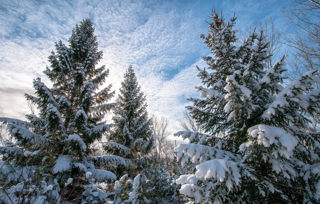 Photo wallpaper winter, nature, tree