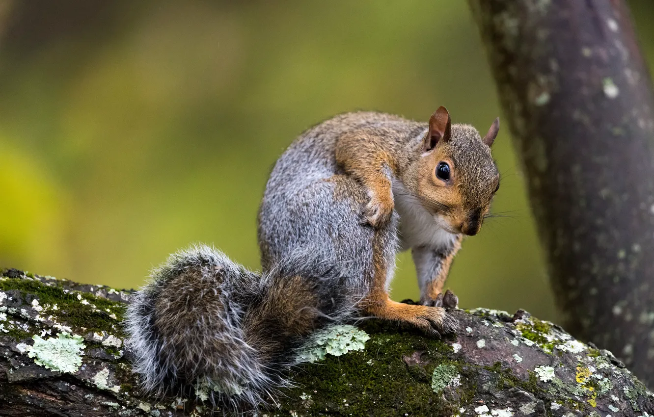 Photo wallpaper pose, background, tree, protein, grey, wildlife, squirrel, rodent