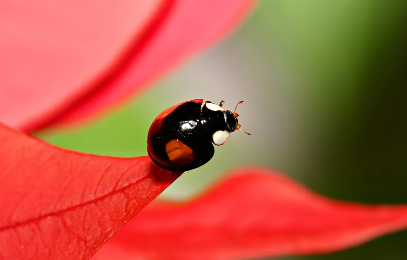 Photo wallpaper foliage, ladybug, blur