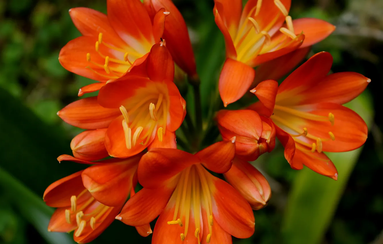 Photo wallpaper flowers, orange, flowers, orange