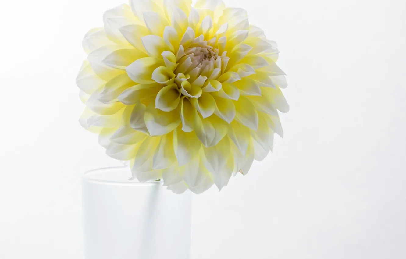 Photo wallpaper flower, background, Dahlia, white and yellow Dahlia