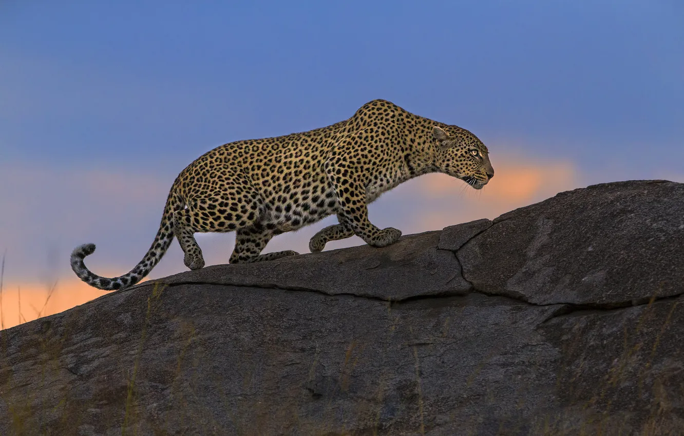 Photo wallpaper blue, stones, rocks, Cheetah, profile, sneaks