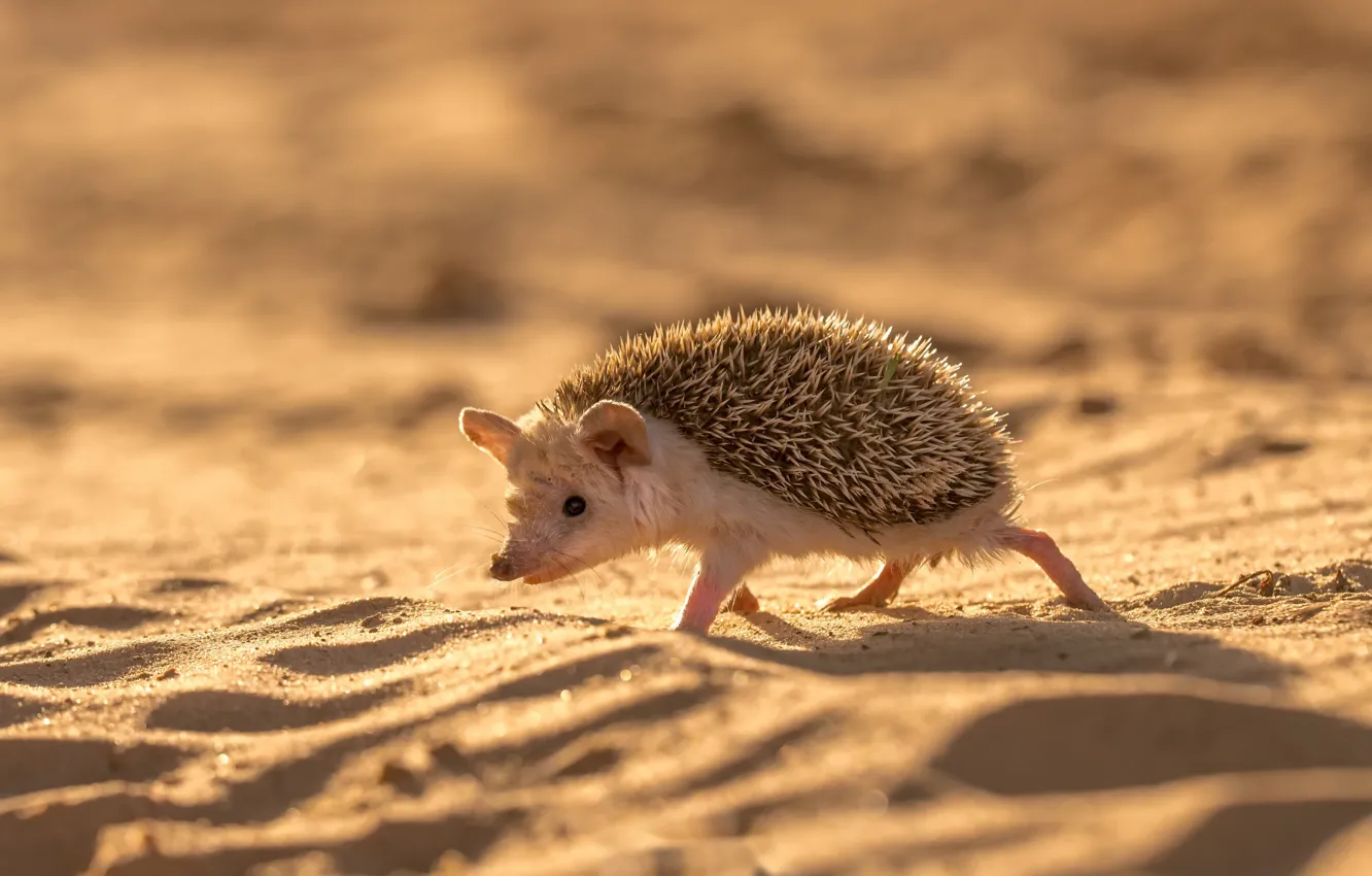 Photo wallpaper sand, nature, hedgehog
