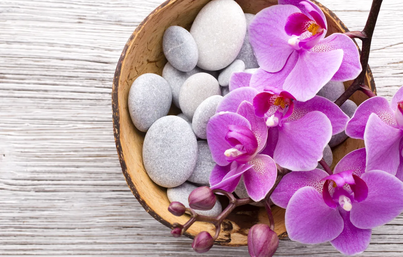 Photo wallpaper stones, Orchid, pink, flowers, orchid