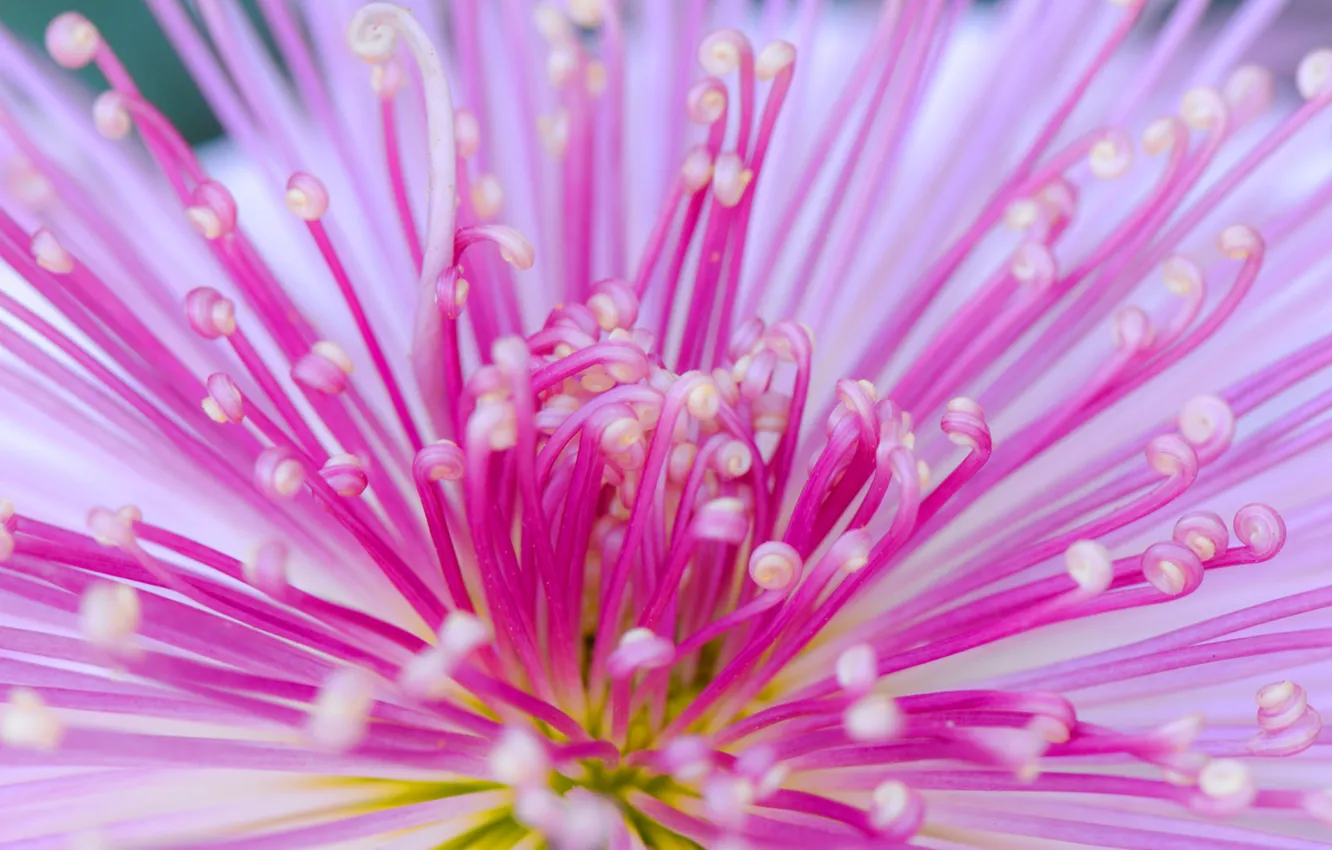 Photo wallpaper flowers, petals, Japan, chrysanthemum