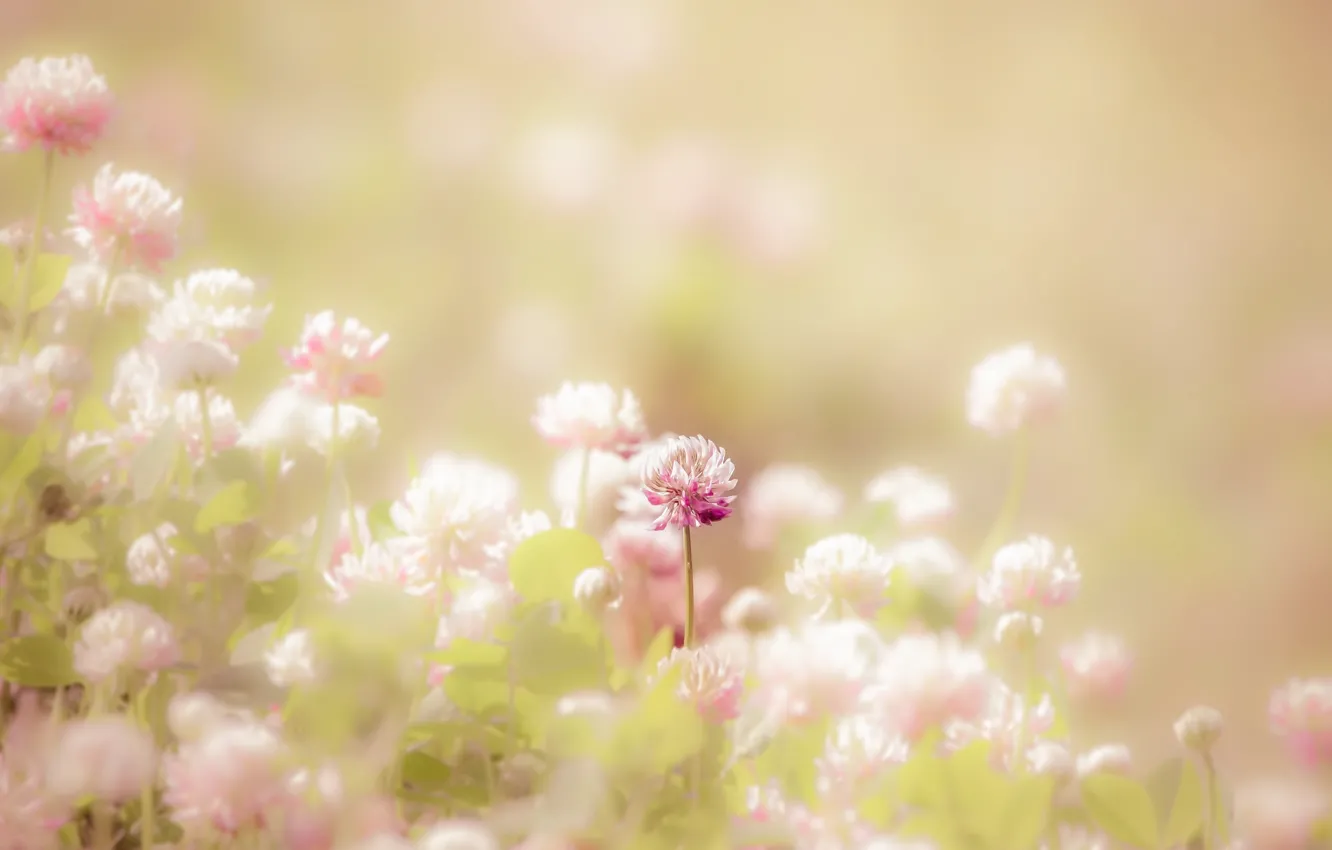 Photo wallpaper summer, nature, clover