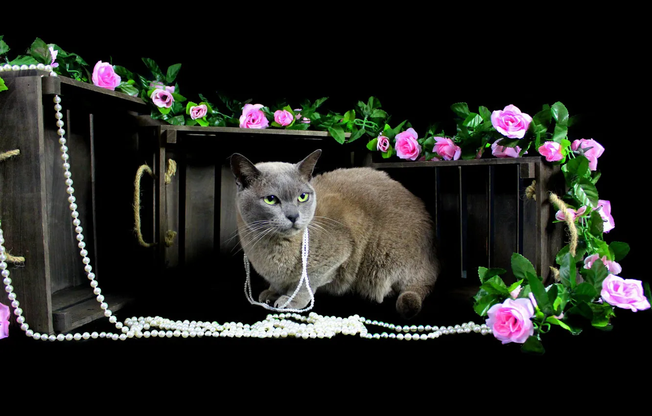 Photo wallpaper cat, look, decoration, flowers, pose, roses, beads, boxes