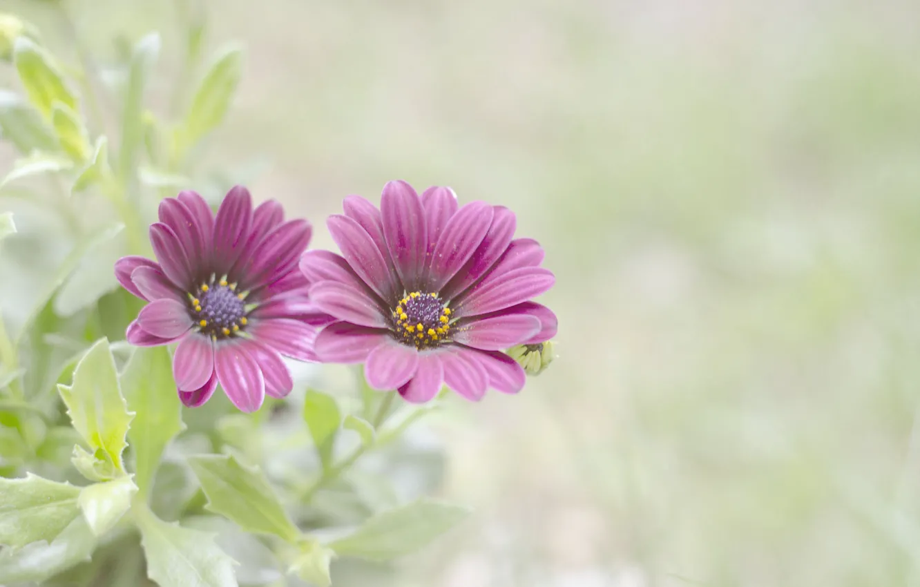 Photo wallpaper leaves, flowers, background