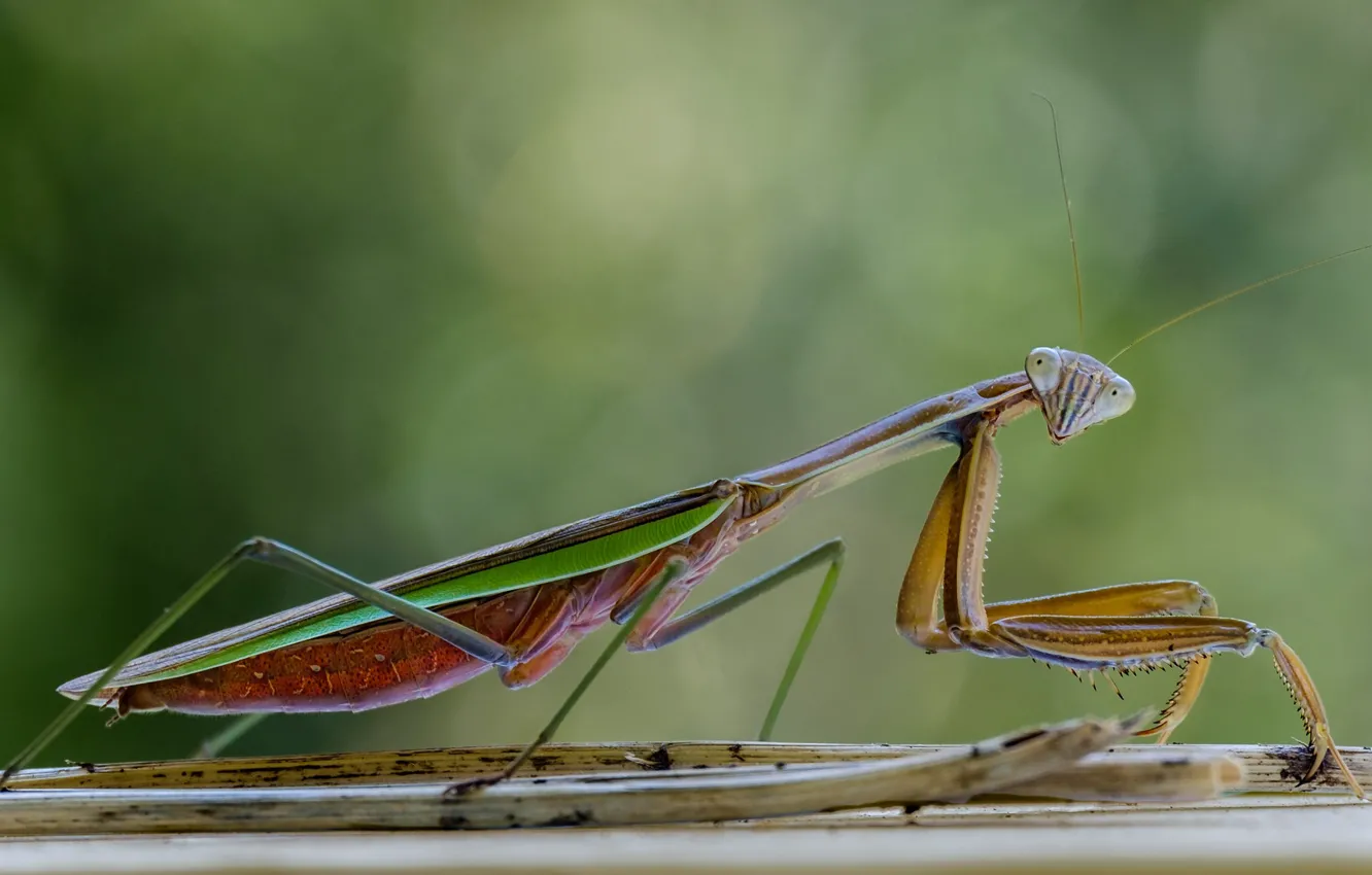 Photo wallpaper look, macro, mantis