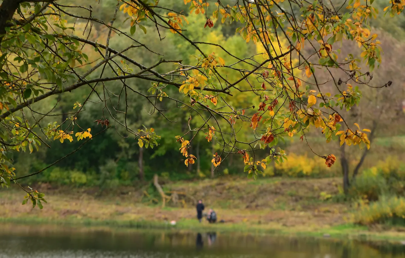 Photo wallpaper autumn, nature, lake, sprig, mood