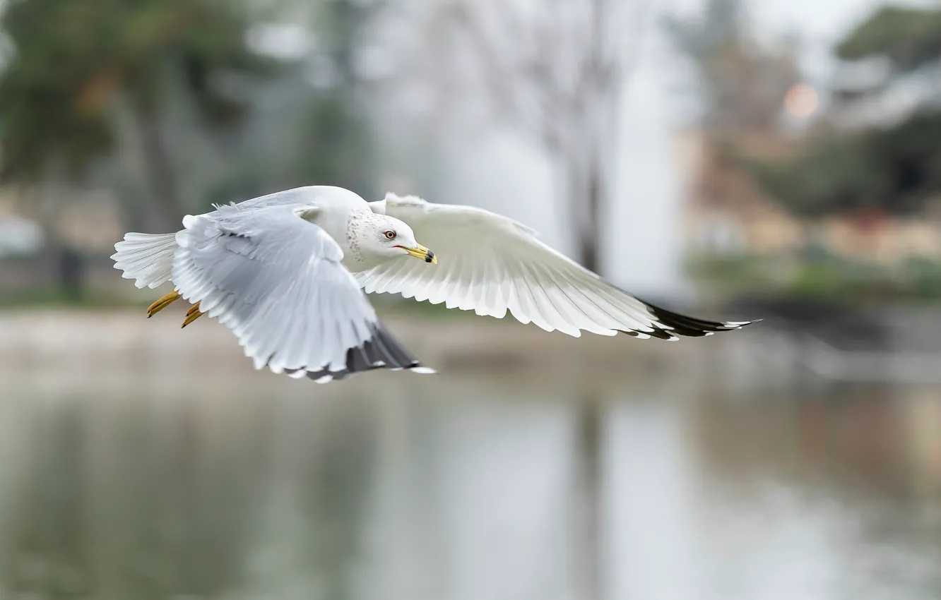 Photo wallpaper white, water, flight, nature, bird, wings, bokeh