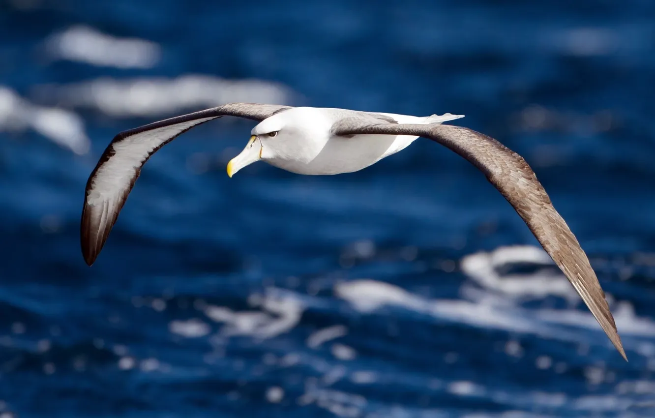 Photo wallpaper water, flight, wings, Bird, Albatross