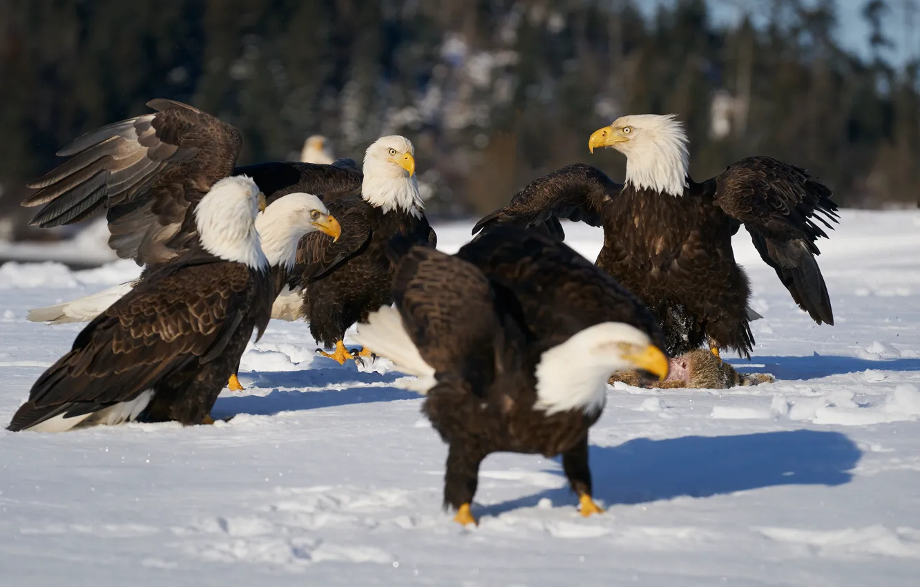 Photo wallpaper snow, birds, pack, bald eagle, predatory, bald eagles