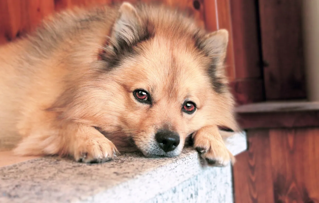 Photo wallpaper look, face, dog, Spitz