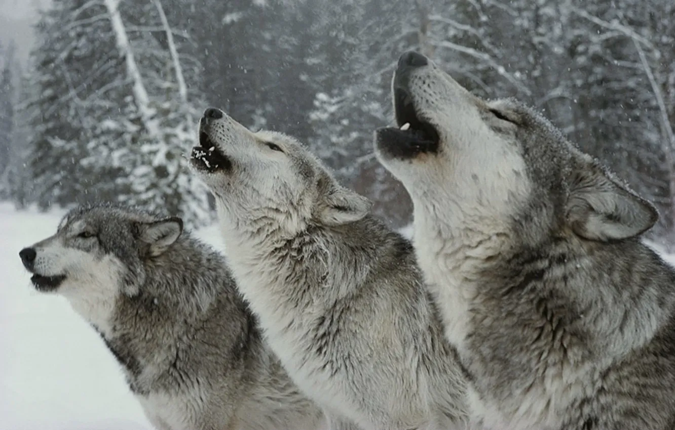 Photo wallpaper Predator, nature, snow, animal, wolf, wildlife, portrait, portrait.