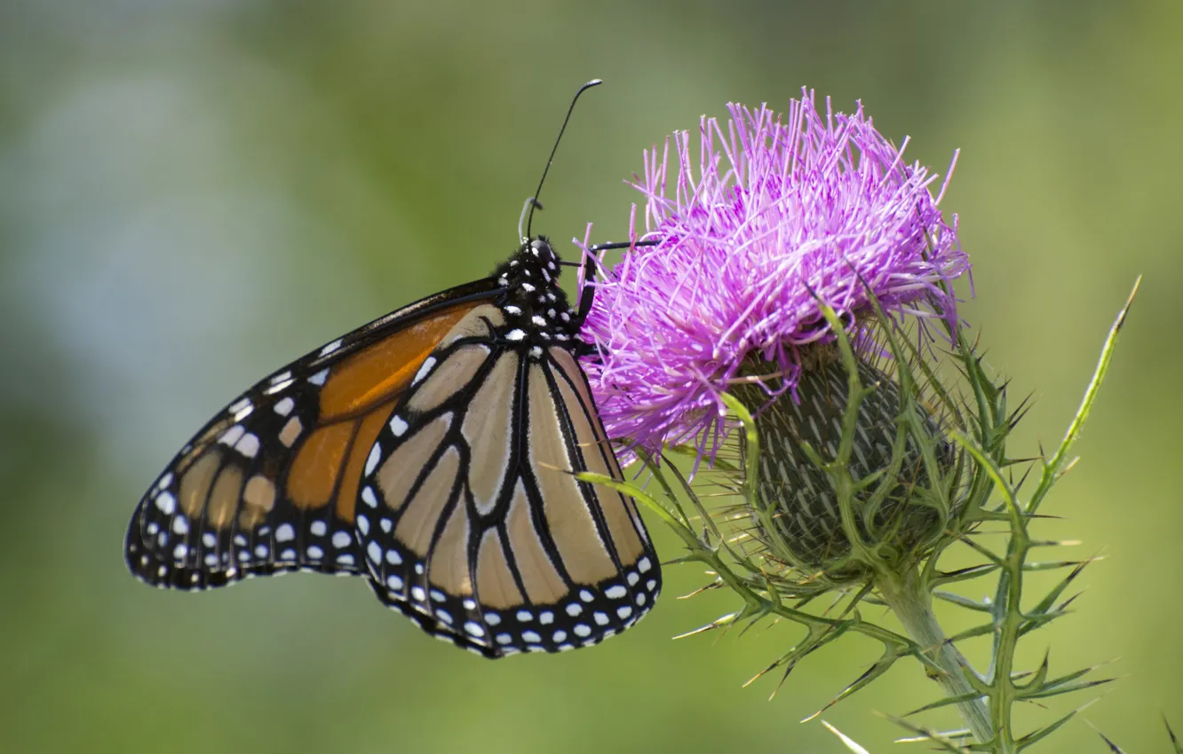 Photo wallpaper flower, butterfly, Thistle