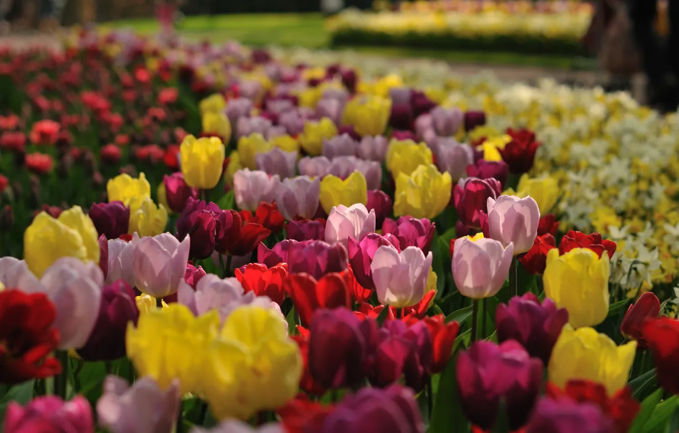 Photo wallpaper light, flowers, yellow, red, Park, bouquet, spring, garden