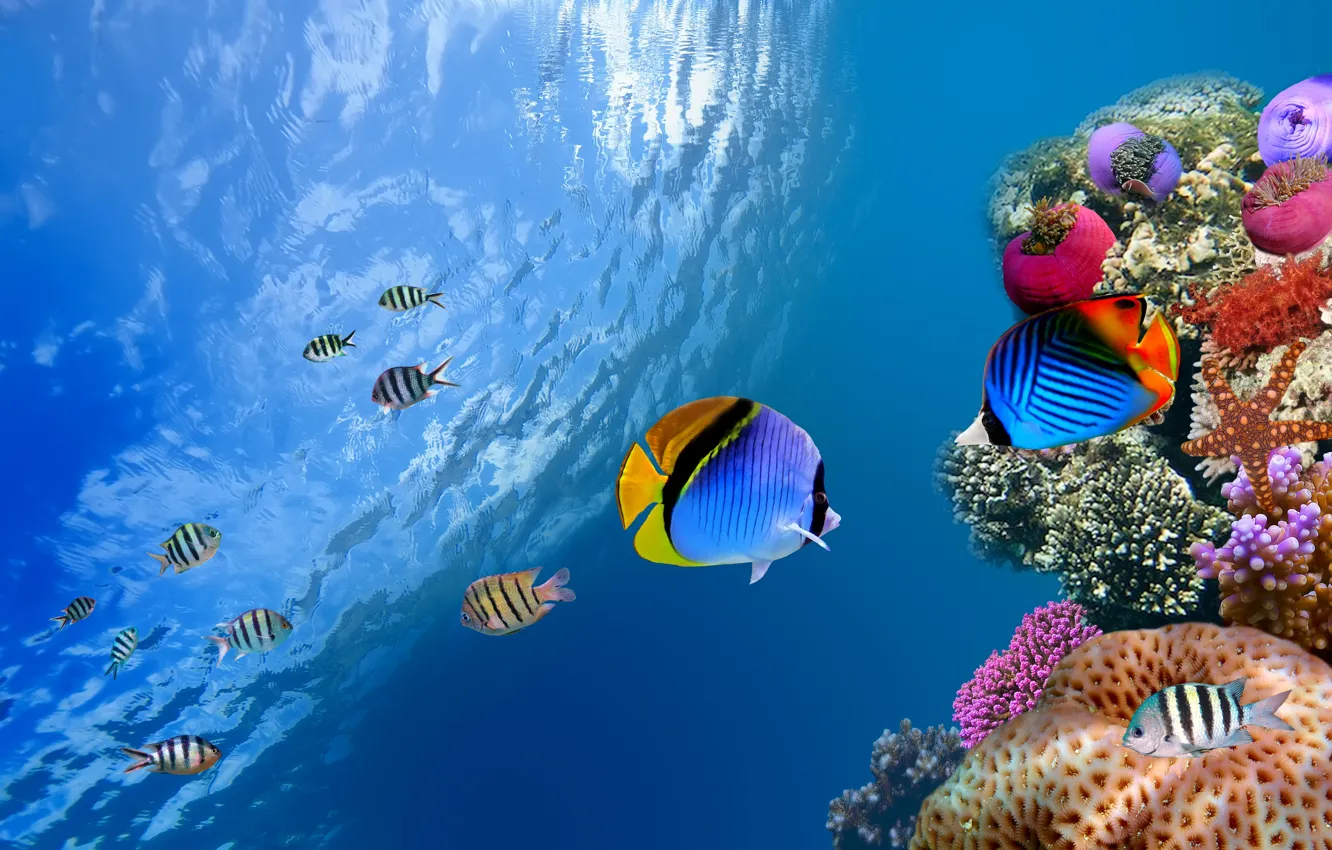 Photo wallpaper sea, the ocean, fish, underwater, sea, ocean, fish, coral