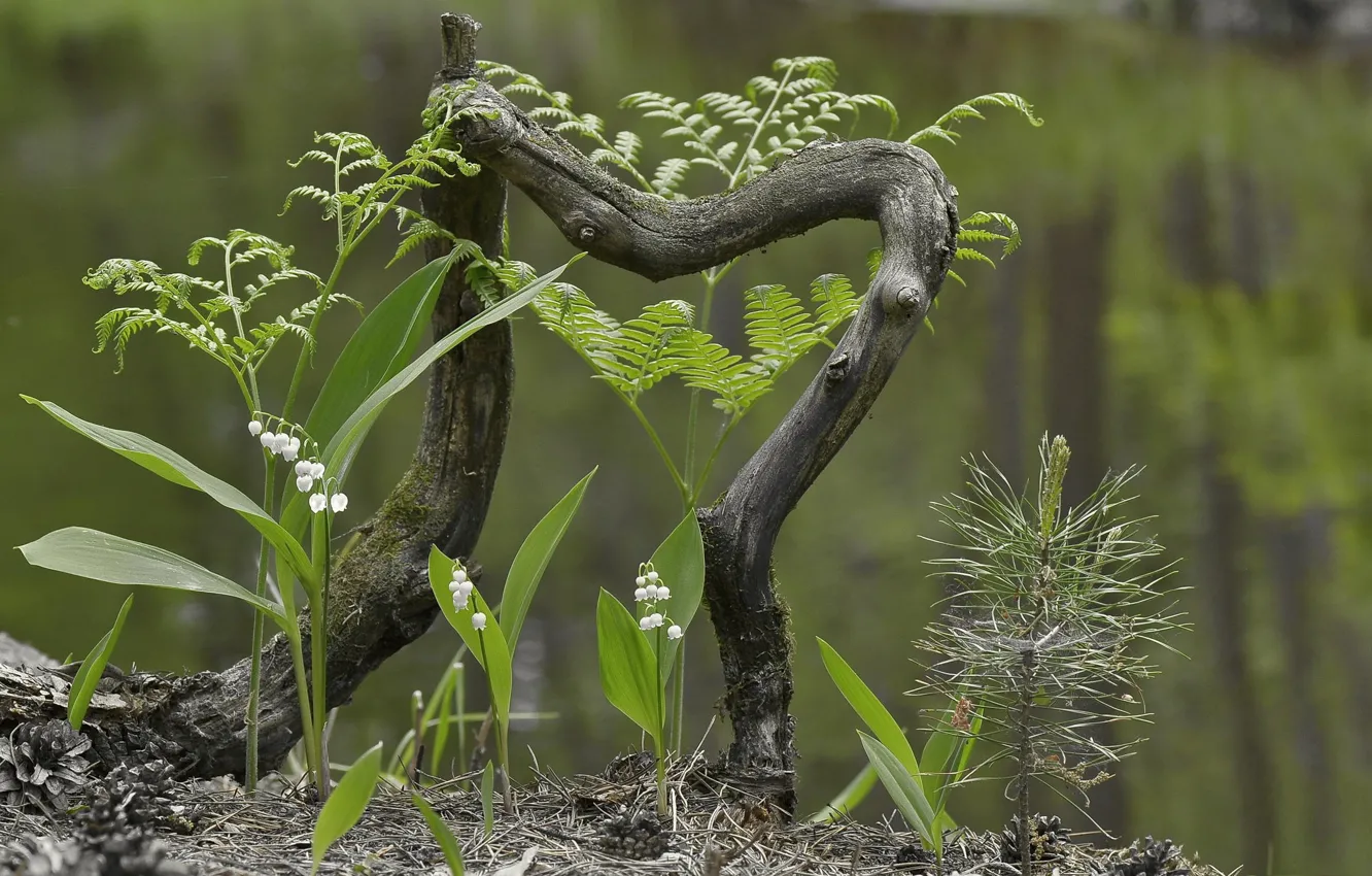Photo wallpaper background, spring, snag, fern, lilies of the valley, bumps, pine, spring greens
