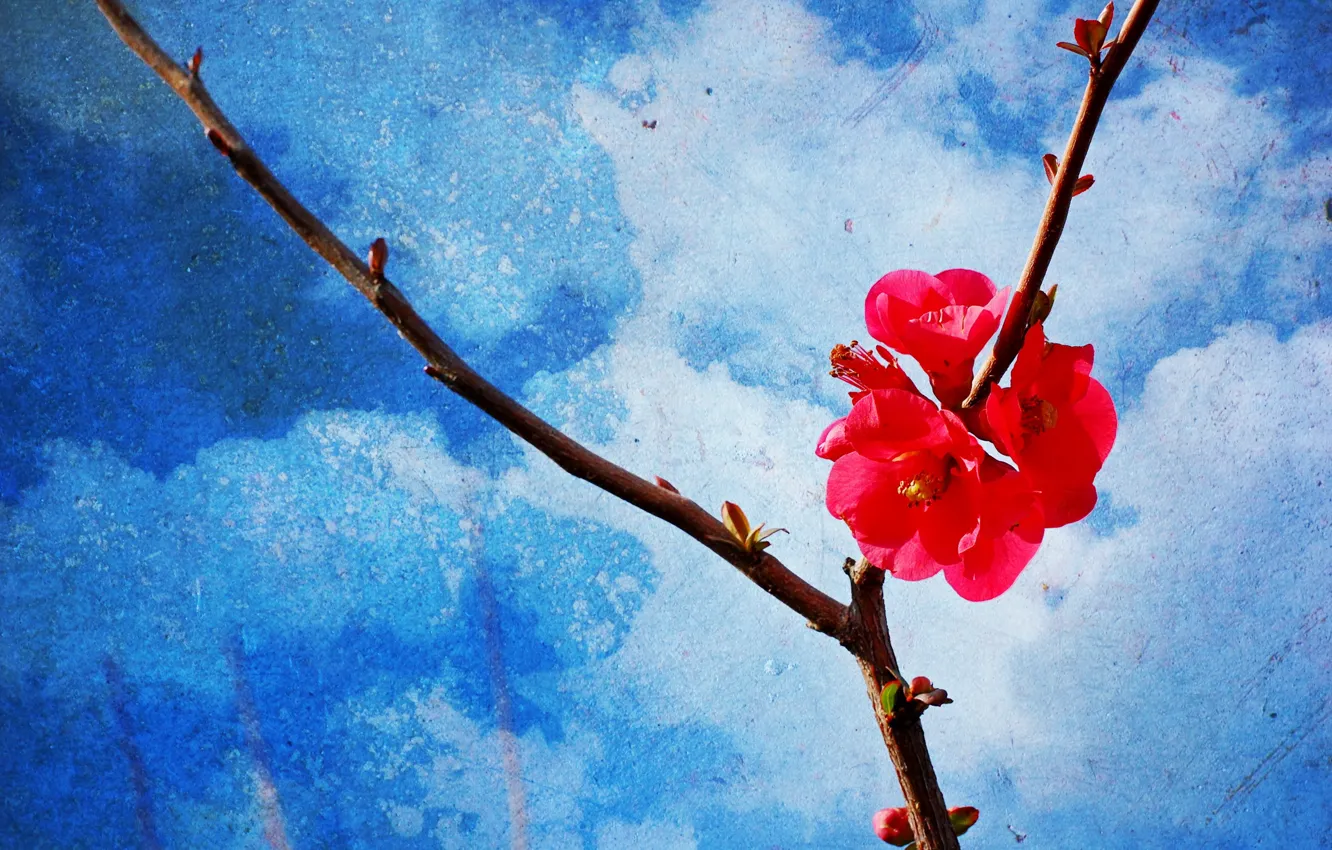 Photo wallpaper style, background, branch, spring