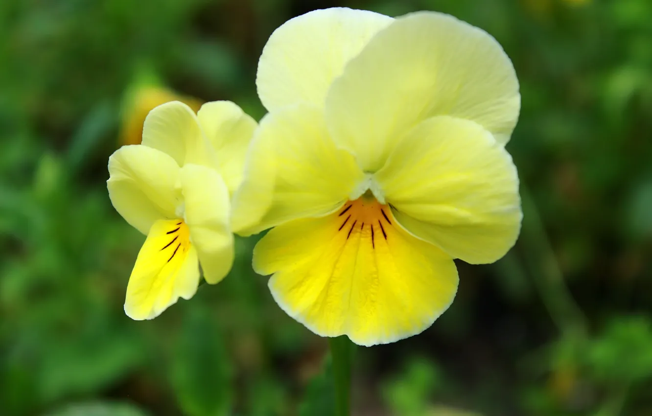 Photo wallpaper Pansy, Viola tricolor, Viola tricolor