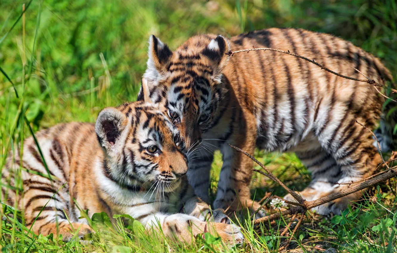 Photo wallpaper greens, summer, grass, branches, nature, tiger, pose, the game