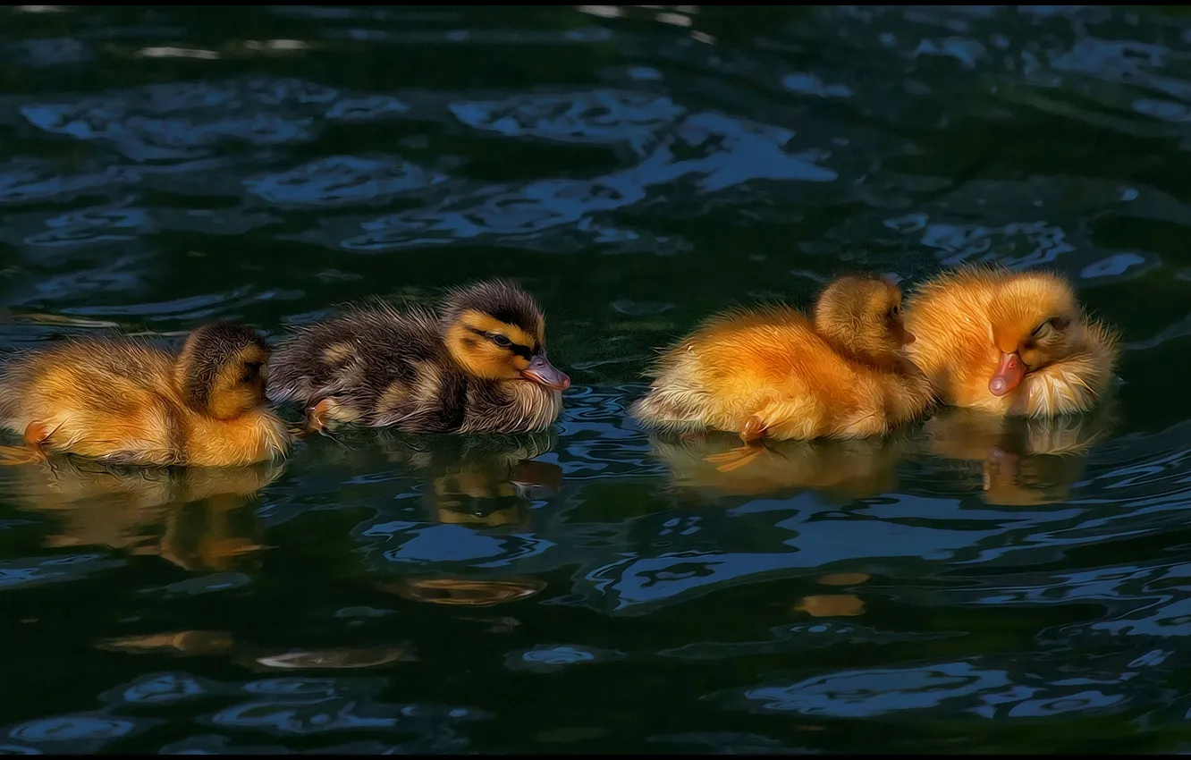 Photo wallpaper duck, hdr, ducklings, Chicks, pond