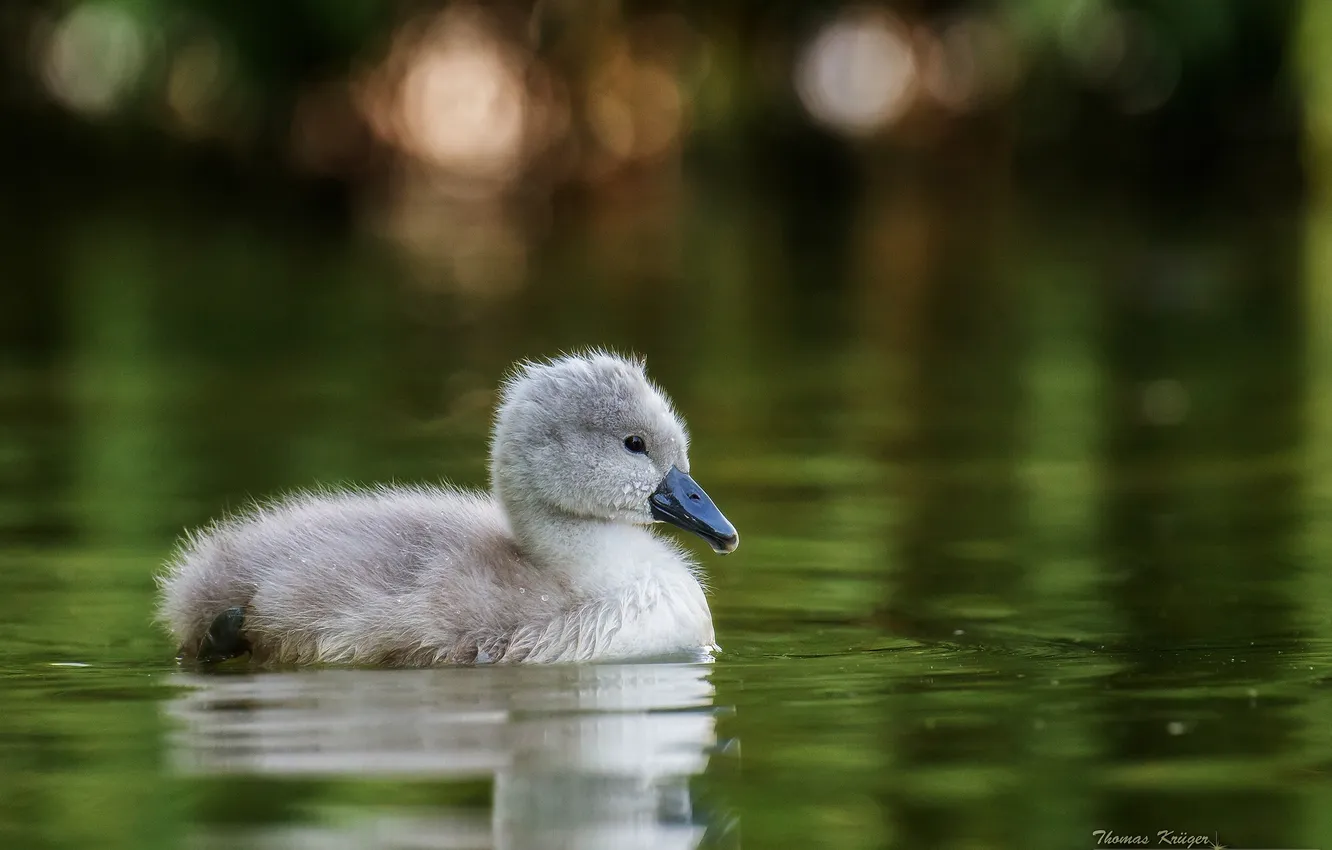 Photo wallpaper water, Swan, chick